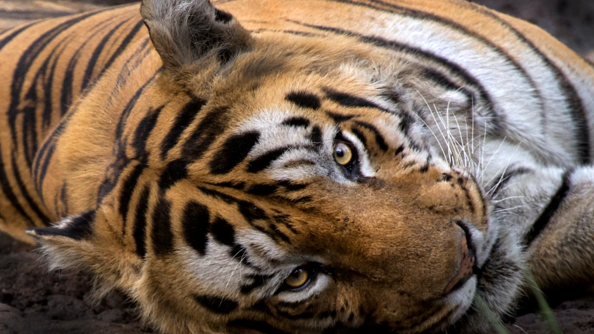 Tadoba Wildlife Expedition 6-Safari Tiger Adventure