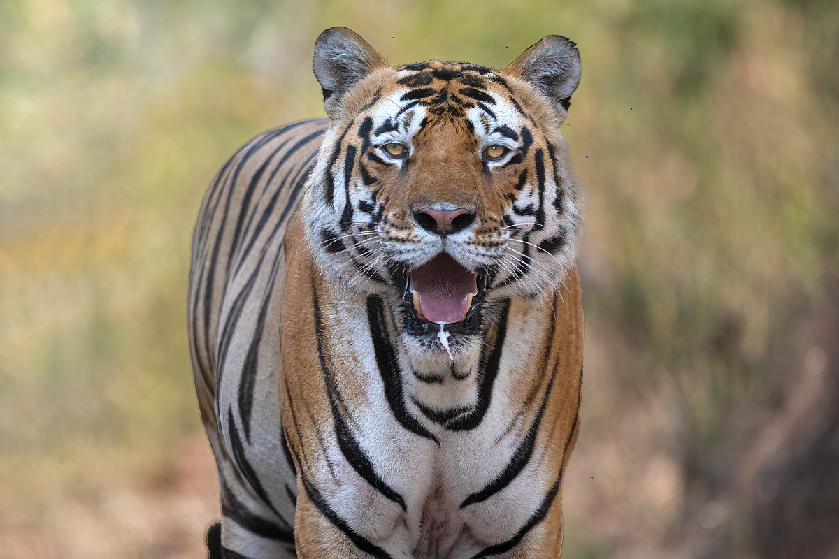 Picture of a tiger showing its open mouth at Kanha Tiger Reserve