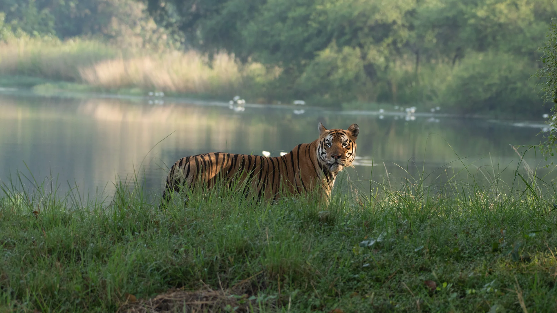 Tadoba Tiger Safari 2-Night Intensive Wildlife Package