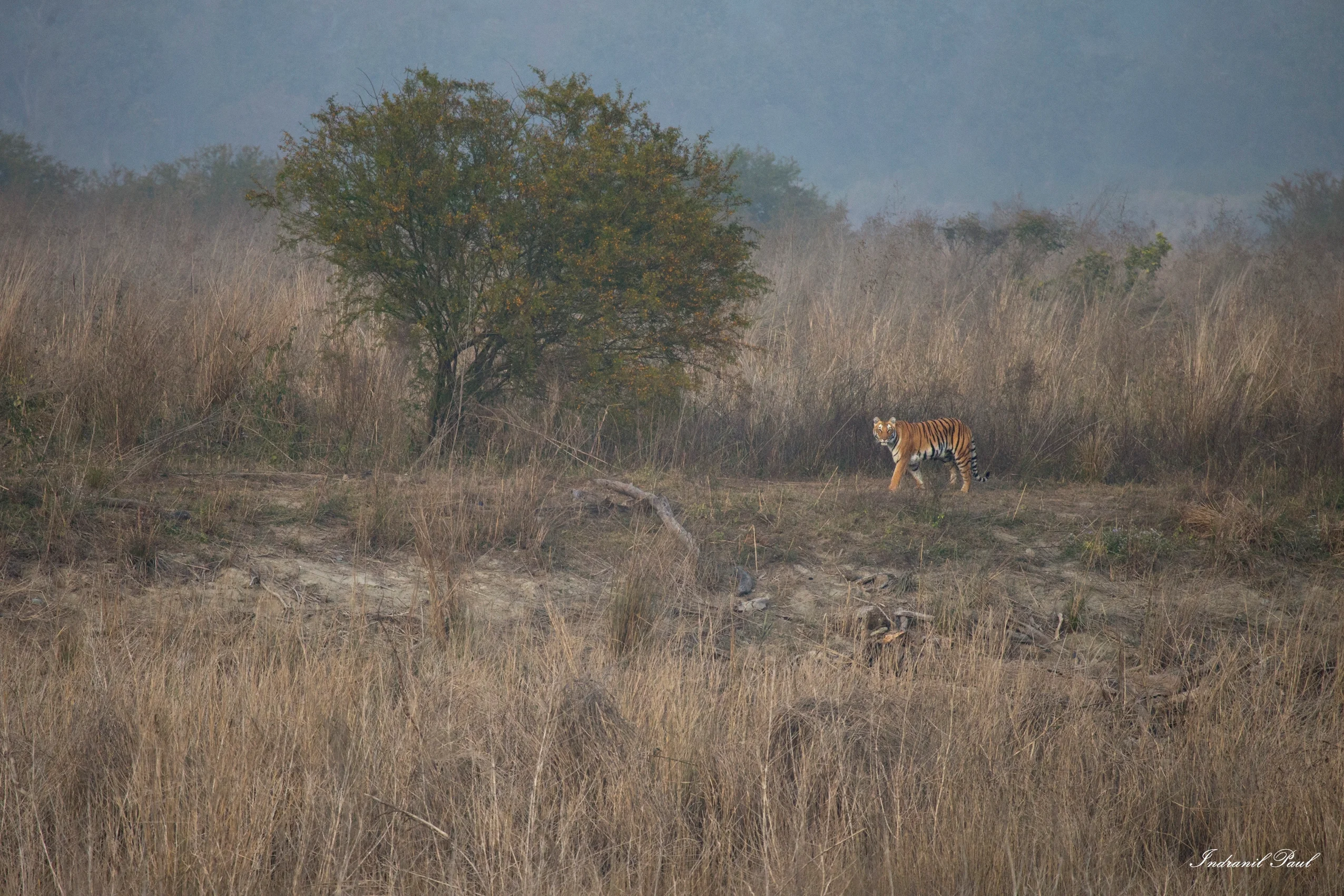 Corbett & Nainital Tiger Safari Dual-Zone Wildlife Adventure