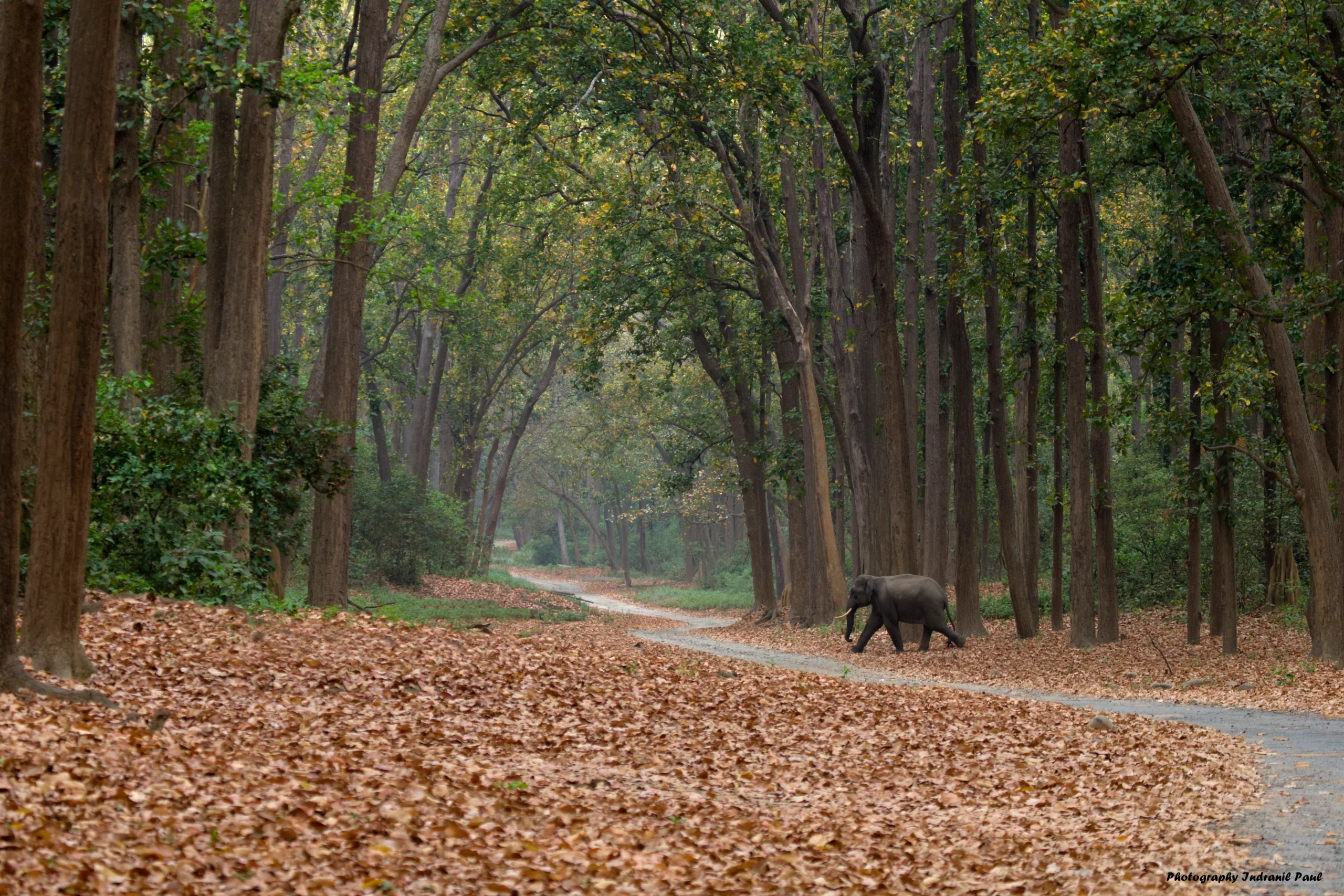 Corbett & Nainital Tiger Safari Dual-Zone Wildlife Adventure