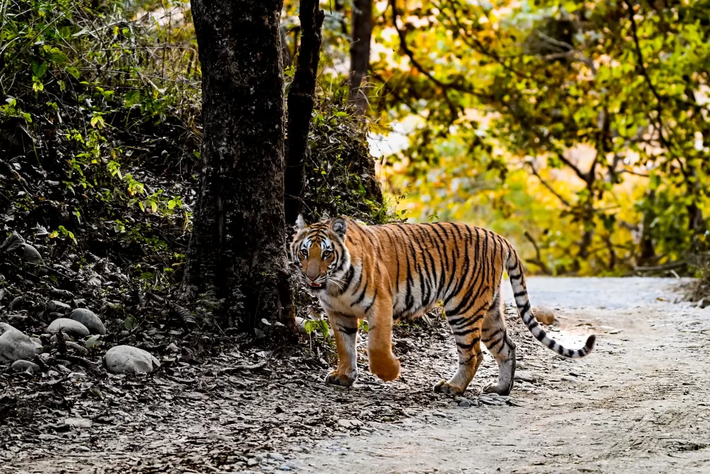Jim Corbett Safari Zones