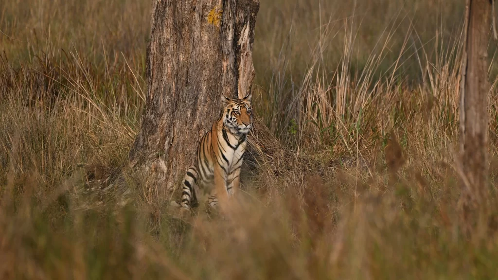 Bandhavgarh Tiger Safari