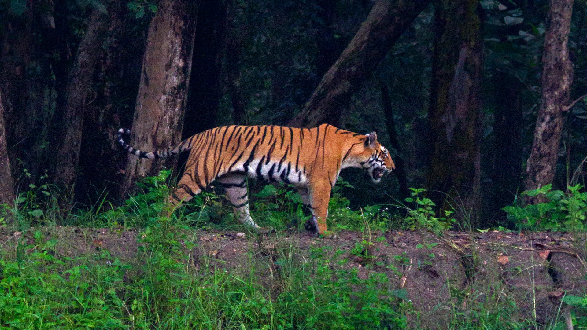 Kanha 2
