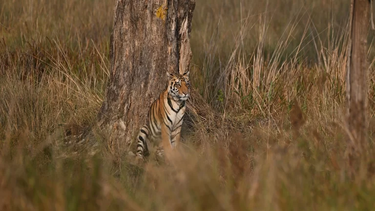 Bandhavgarh Tiger Safari