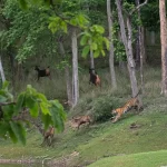 Tiger Safari in India