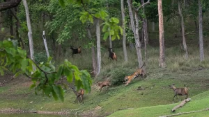 Tiger Safari in India