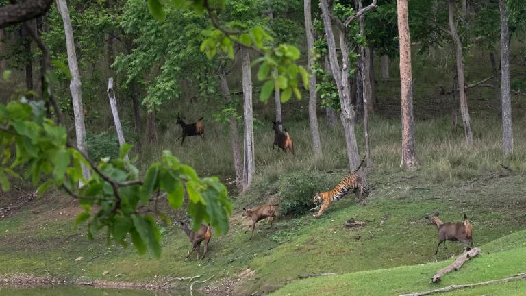 Tiger Safari in India