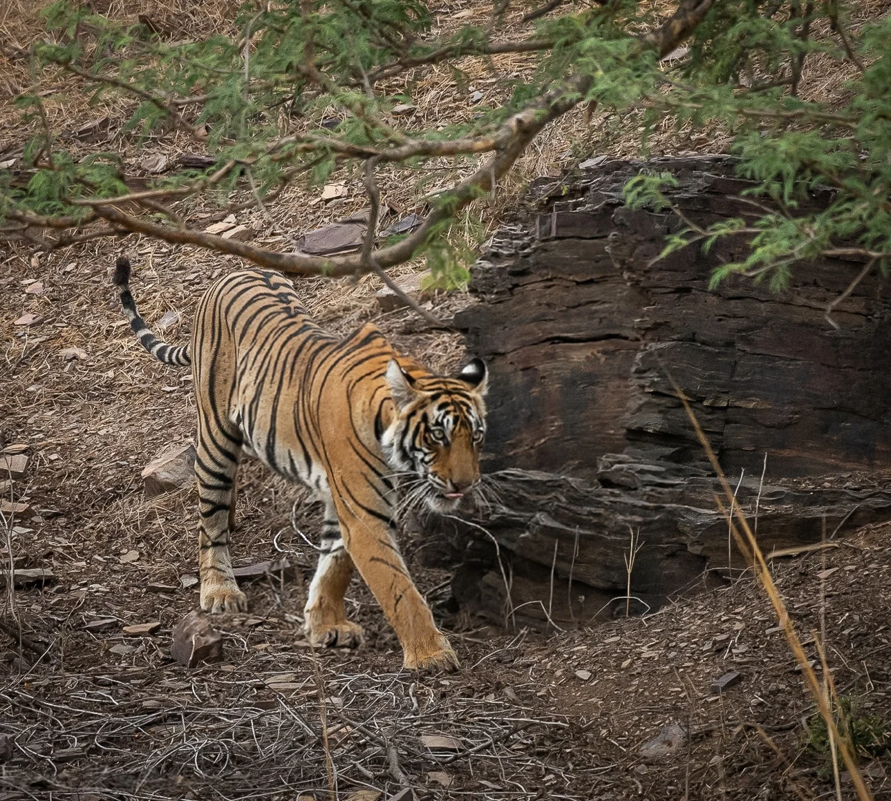 Flora at Ranthambore National Park