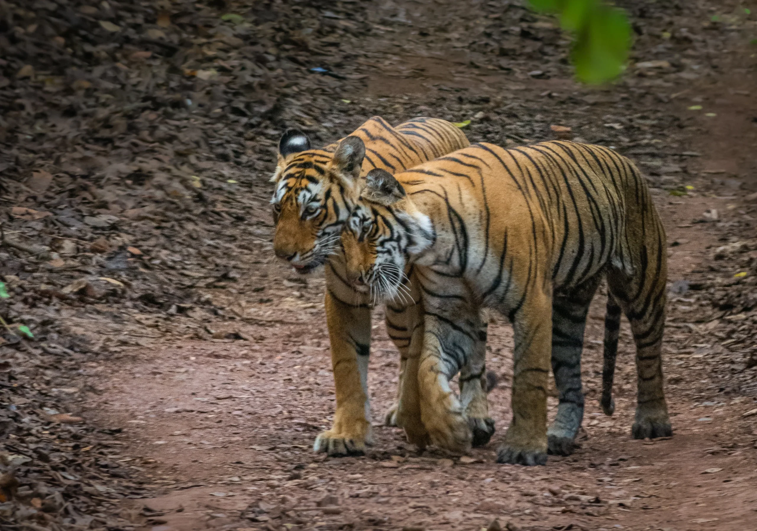 Fauna at Ranthambore National Park
