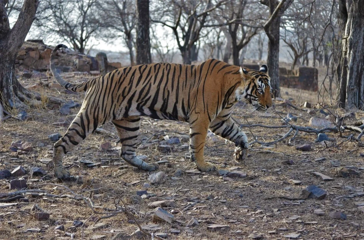 Ranthambore National Park Map