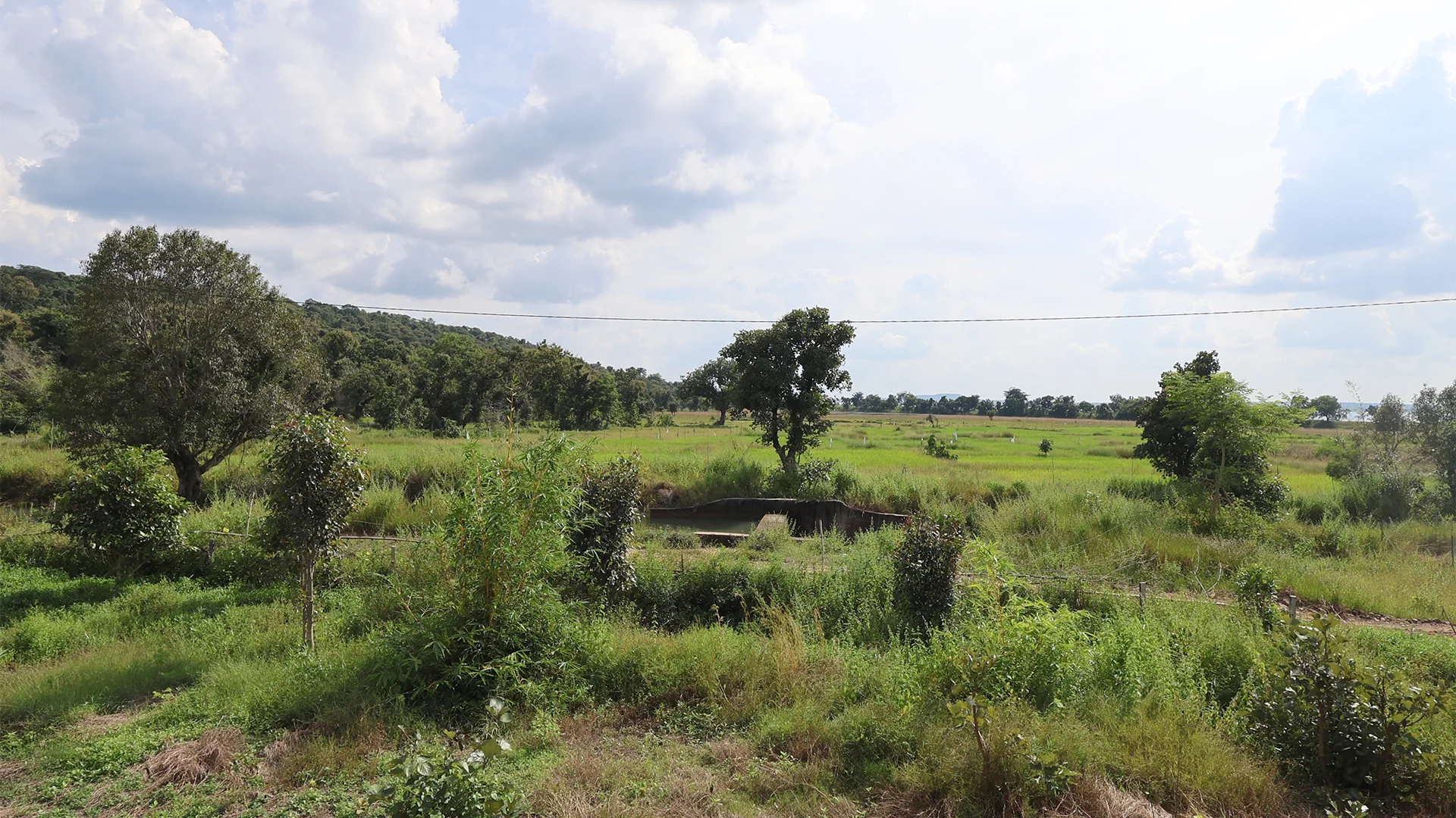 Scenic outdoor view from the Luxury Machaan Cottage at Tadoba