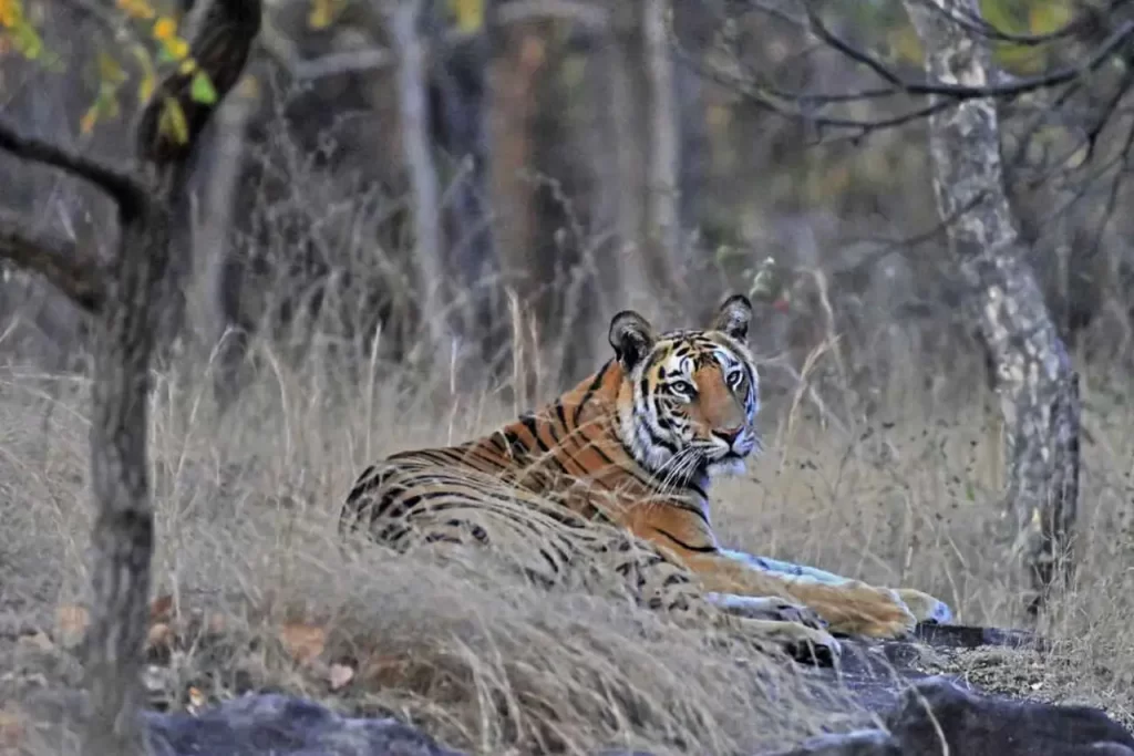 Jungle Safari in India: 5 Best Tiger Reserves to Visit 2025