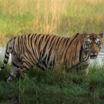 Tadoba Tiger Reserve Safari