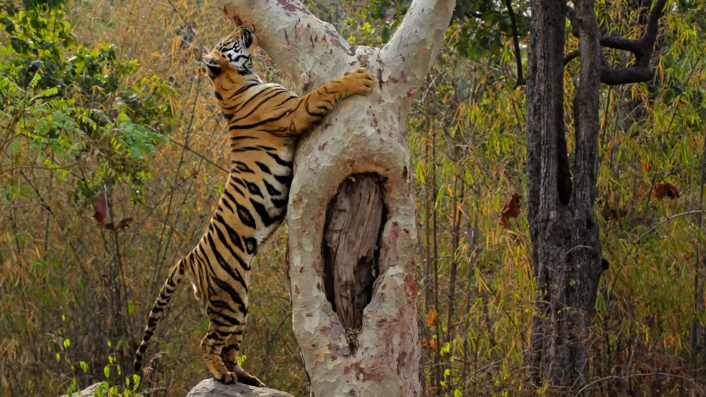 Plan Your Indian Tiger Safari Top Months and Easy Booking Tips