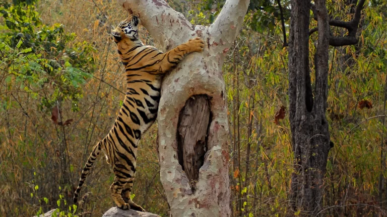 Plan Your Indian Tiger Safari Top Months and Easy Booking Tips