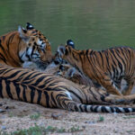 Tiger Conservation in Tadoba