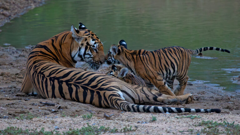 Tiger Conservation in Tadoba