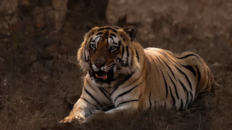Tadoba National Park
