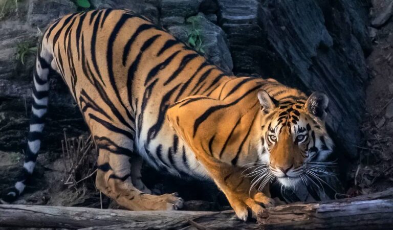 royal bengal tiger