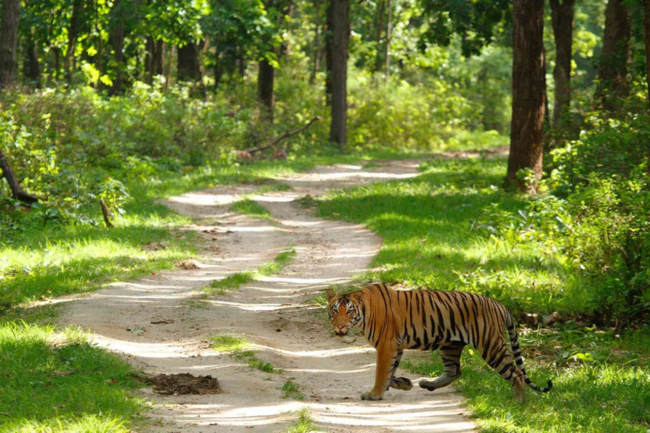 Kanha Tiger Safari Package 5 Nights 6 Days