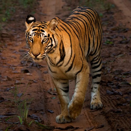 Bandhavgarh National Park