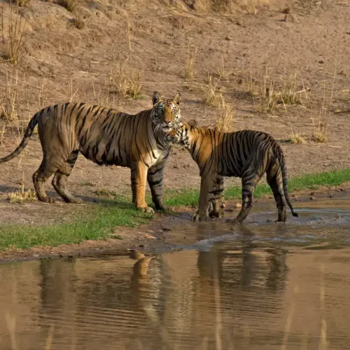 Bandhavgarh National Park activities