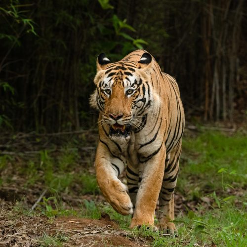 Tadoba Resort